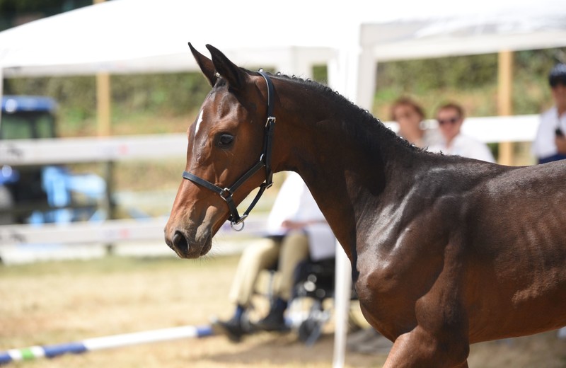 QUERCY VAN HET NEDERVELD (Christian’s Chacco x Bufero van het Panishof), élevé par Carl Toppet-Hoegars à Vliermaalroot (Photo Evénement)