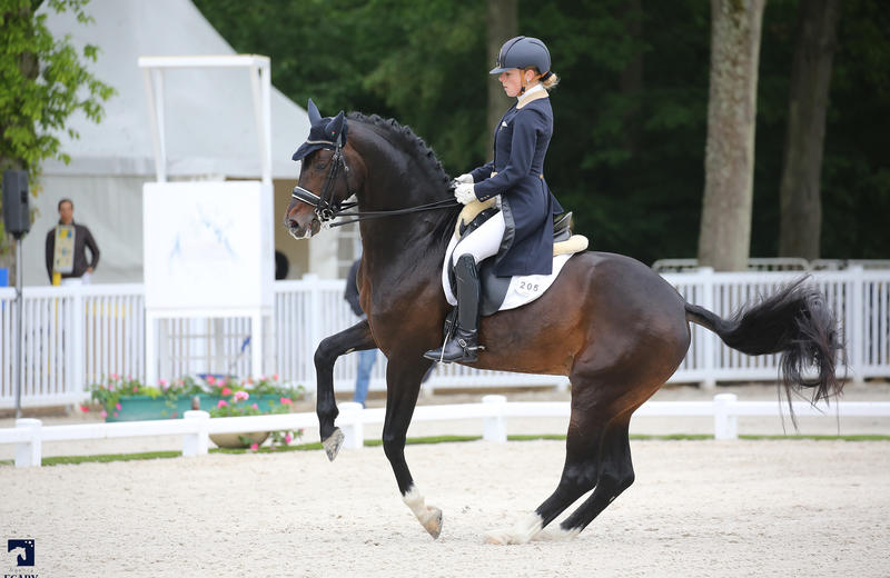 BAILAMOS BIOLLEY (Sir Donnerhall/Florestan I), SBS geregistreed en gekeurd, gereden door Katrien Verreet