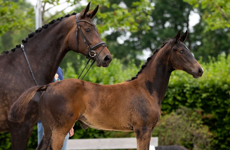 BIOLLEY HORSES (foto : Laurence Verheijen)