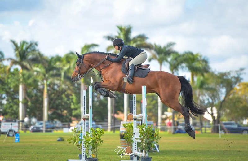 DIABOLO D'ESQUELMES (Chin Chin/Carthago - fokker: D. Maillart te B-7520 Ramegnies-Chin) (c) Erin Gilmore