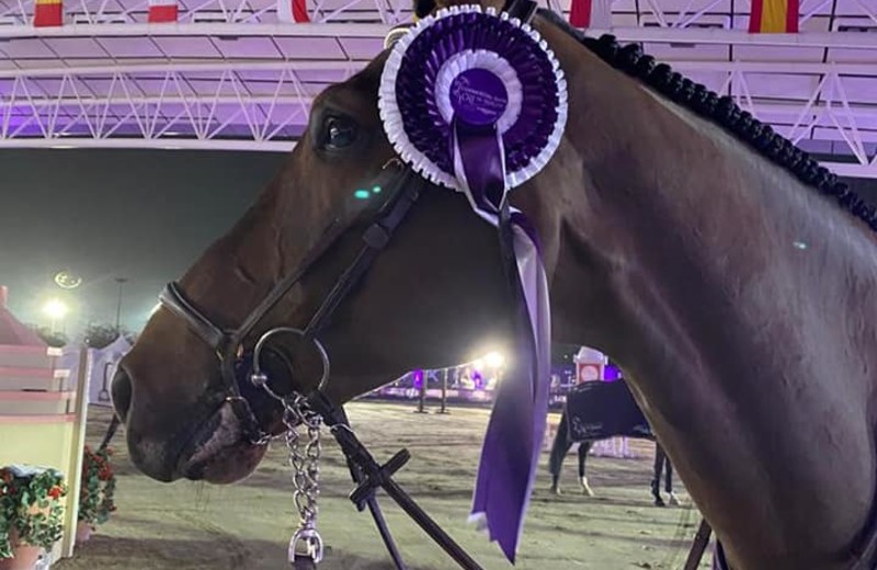 DELUX VAN T&L (Toulon x Landetto), onder het zadel van de Belgische ruiter Niels Bruyseels, 3e in de GP 1m60 op CSI5* Doha (Qatar) op 27 februari 2021.