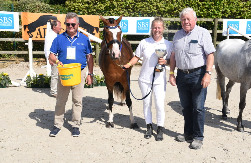 NEVER DE CALASCIBETTA (SBSP, Gold des Egyptes x Ebbw Marshall) en Kelly Thomas 7380 Baisieux.