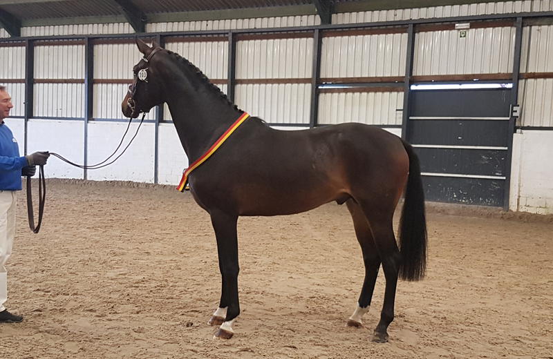 Firenze (HANN, Finest/Ricardos) voorgesteld door Olivier Creed te 1440 Braine-le-Château, Belgische kampioen van de2-jarige dressuurpaarden