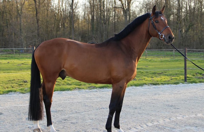+ photo: HORTUS D’HOOGPOORT (Diamant de Semilly x Acorado), recent 5e in de GP 1m45 op CSI2* Lier (foto: Stoeterij d’Hoogpoort).