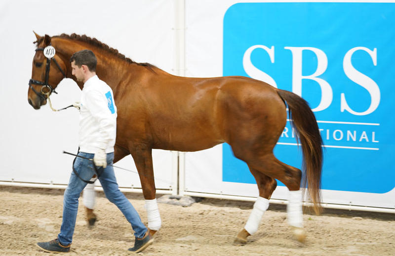 IRON MAN VA (SBS, °2014, Bailamos Biolley/Jazz – dressuur)