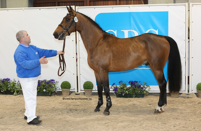 JALOUBET DES PEUPLIERS (Baloubet du Rouet/Verdi – fokker: C. Meunier te B-6238 Luttre) gedurende de International Selection Show 2018 (foto (c) Studio Temps de Poses)