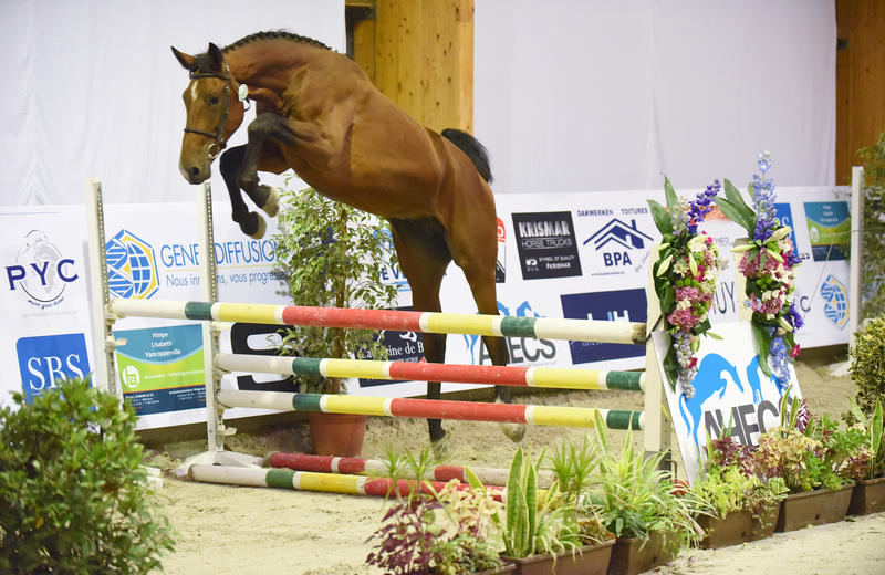 JUST BOY DU SEIGNEUR (Boyfriend du Seigneur/Aganix du Seigneur – fokker: La Ferme du Seigneur te B-7987 Honnelles) (foto (c) Photo Evénement)