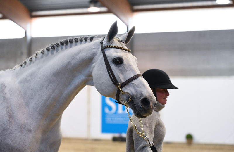 Een emotioneel moment met MJT NEVADOS S, Europees kampioen en Olympisch medaillewinnaar (Photo Evenement)