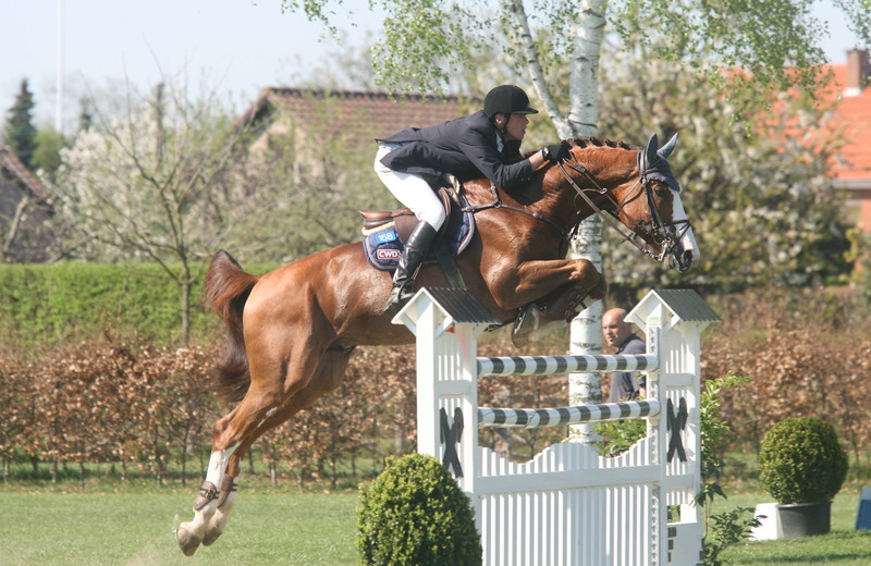 OGANO SITTE (Darco/Avontuur - fokker: Horse of Belgium te B-7904 Pipaix), SBS geboren en gekeurd (archieffoto)