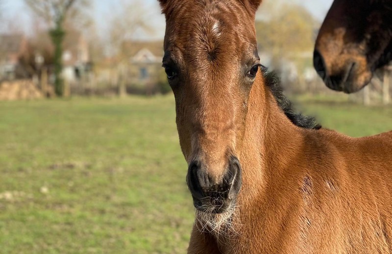 Parramatta van Villa Vogelenzang, geboren 1 maart 2021