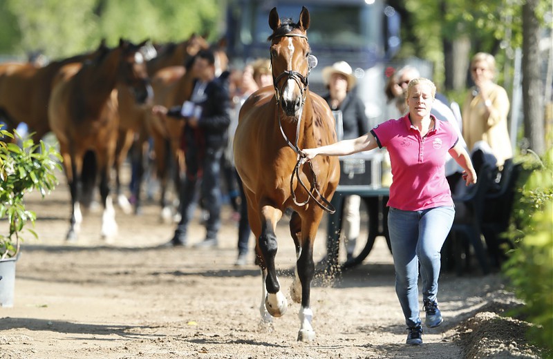 VERYBELLE DU SEIGNEUR (E.O.) (alias OAK GROVE’S HEARTFELT - Heartbreaker/Rubens du Ri d’Asse – fokker: La Ferme du Seigneur te B-7387 Honnelles) (foto © LGCT/S.Grasso)