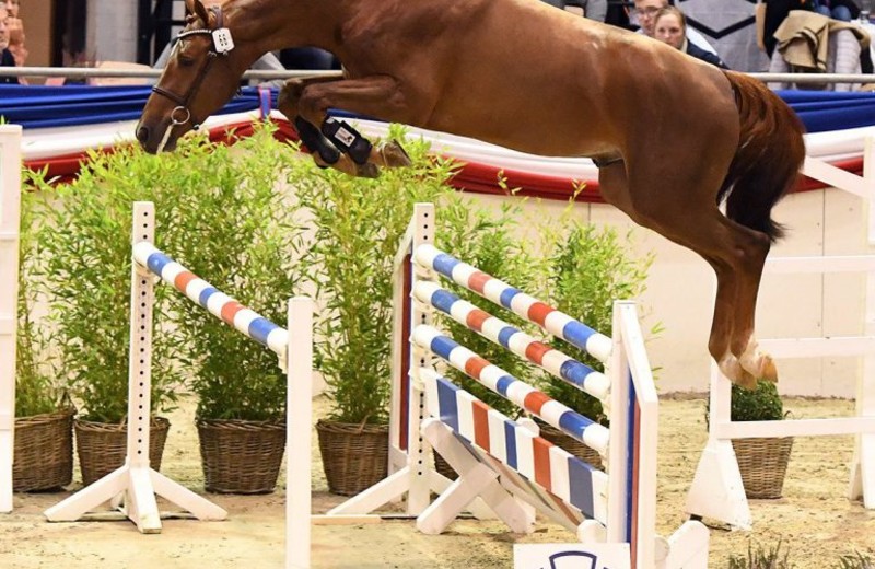 De kampioen van de hengstenkeuring 2020 van het Holsteiner Verband : Vigado (Vigo d’Arsouilles x Quo Vados I) (foto: Holsteiner Verband/Bugtrup)