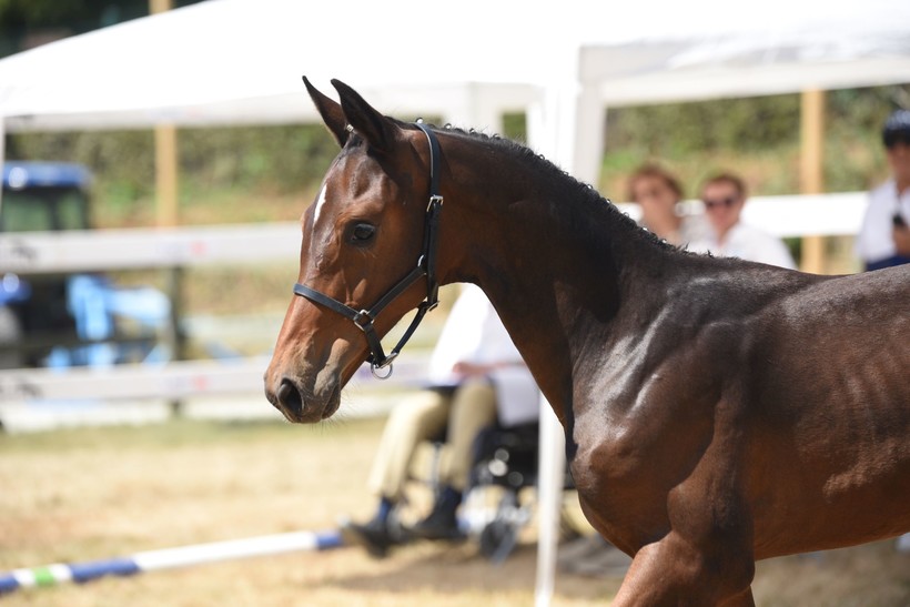 QUERCY VAN HET NEDERVELD (Christian’s Chacco x Bufero van het Panishof), élevé par Carl Toppet-Hoegars à Vliermaalroot (Photo Evénement)