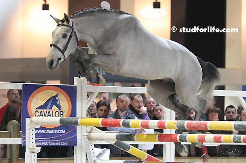 DIAMANT DE FREMIS (Ugano Sitte x Ksar Sitte)