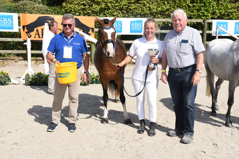 NEVER DE CALASCIBETTA (SBSP, Gold des Egyptes x Ebbw Marshall) en Kelly Thomas 7380 Baisieux.