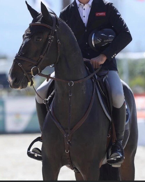 GODLIKE VAN DE KAPEL (Balthazar VP Wisbecq x Gladstone)