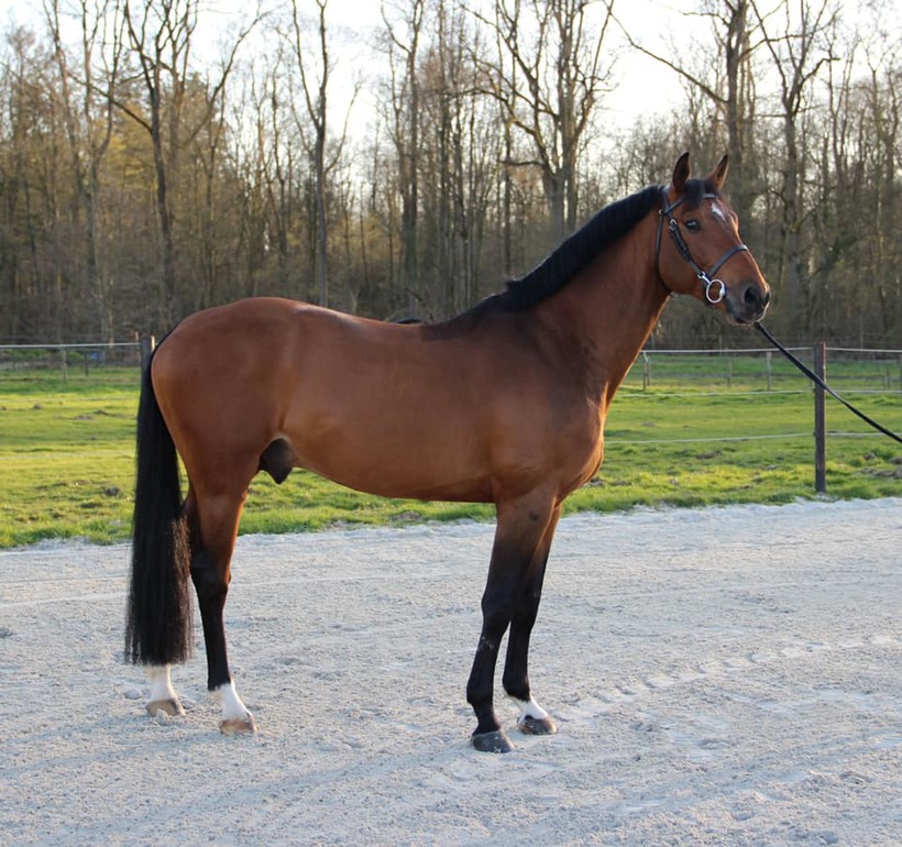 + photo: HORTUS D’HOOGPOORT (Diamant de Semilly x Acorado), recent 5e in de GP 1m45 op CSI2* Lier (foto: Stoeterij d’Hoogpoort).