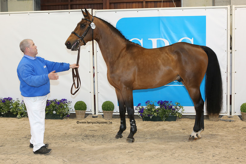 JALOUBET DES PEUPLIERS (Baloubet du Rouet/Verdi – fokker: C. Meunier te B-6238 Luttre) gedurende de International Selection Show 2018 (foto (c) Studio Temps de Poses)