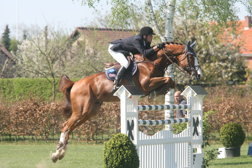 OGANO SITTE (Darco/Avontuur - fokker: Horse of Belgium te B-7904 Pipaix), SBS geboren en gekeurd (archieffoto)