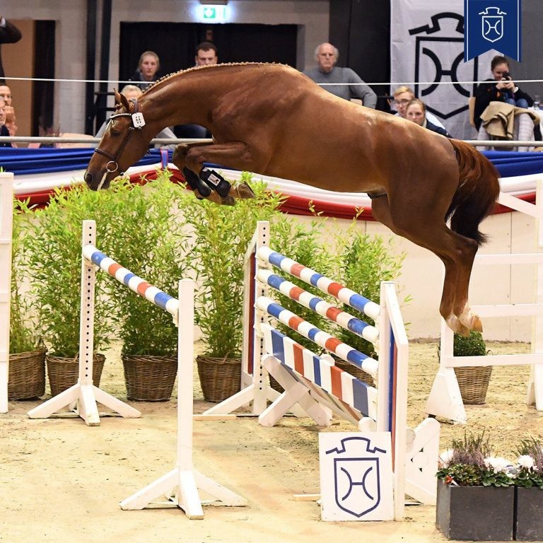 De kampioen van de hengstenkeuring 2020 van het Holsteiner Verband : Vigado (Vigo d’Arsouilles x Quo Vados I) (foto: Holsteiner Verband/Bugtrup)