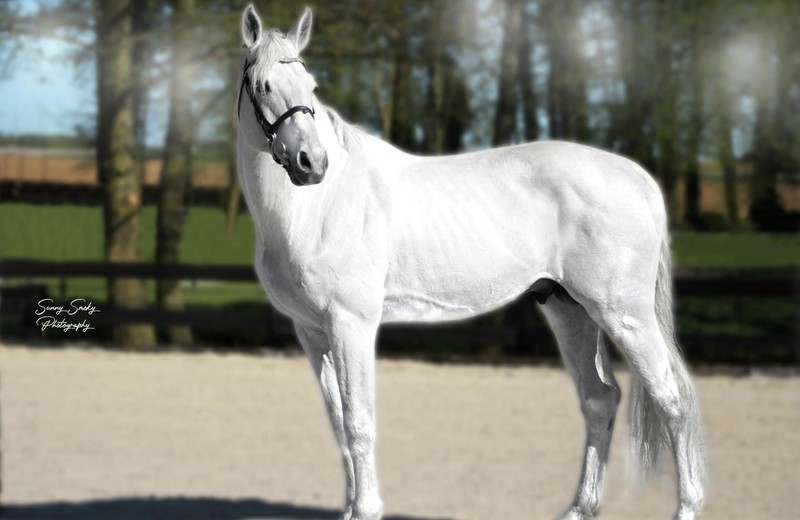 De SBS-goedgekeurde hengst CORIANDER Z (2003, Chellano Z x Darco) (foto: Sunny Smoky Photography)