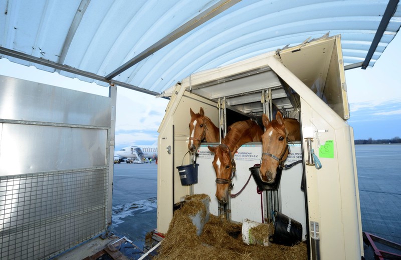 Horse Inn © JL DERU