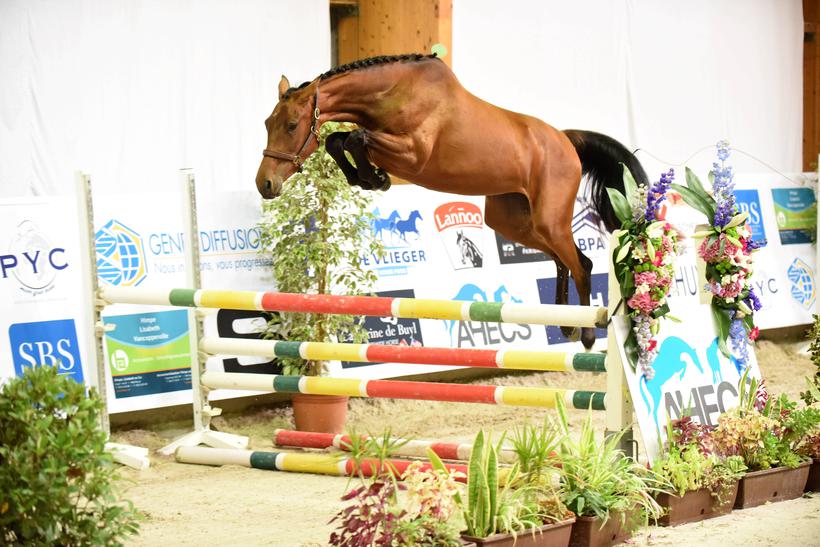 JUNGLE BEE D’EEL (Castronom Z/Chellano Z – fokker: L. Vandekerckhove te B-9600 Ronse) met overmacht op kop bij de 2- jarigen (foto (c) Photo Evénement)