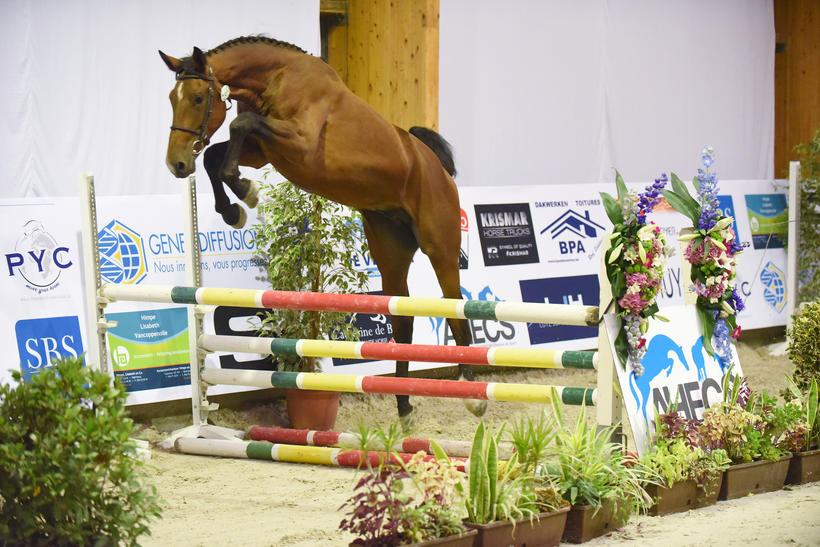 JUST BOY DU SEIGNEUR (Boyfriend du Seigneur/Aganix du Seigneur – fokker: La Ferme du Seigneur te B-7987 Honnelles) (foto (c) Photo Evénement)